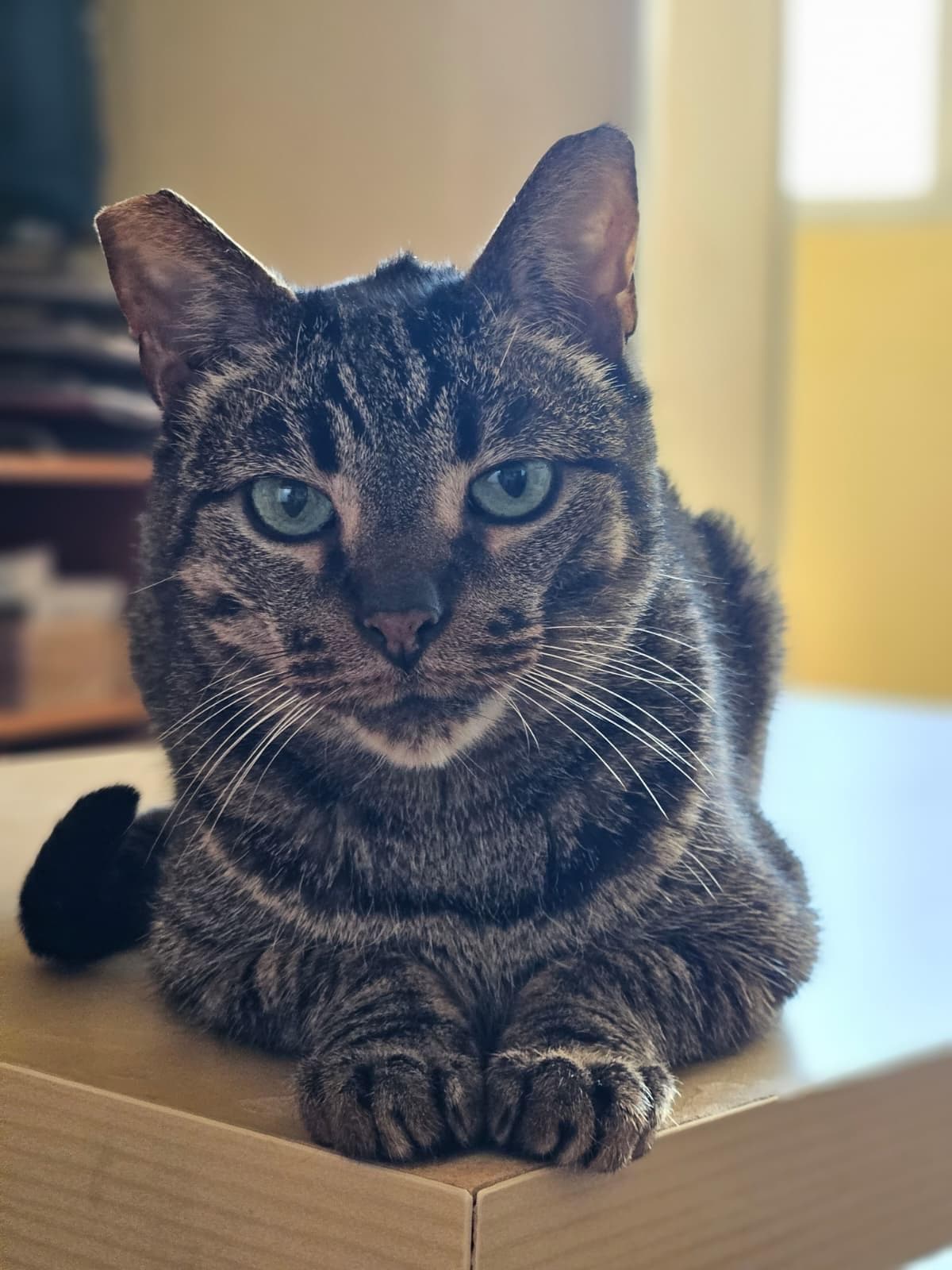 Gato atigrado de ojos verdes sentado con calma, listo para una nueva familia