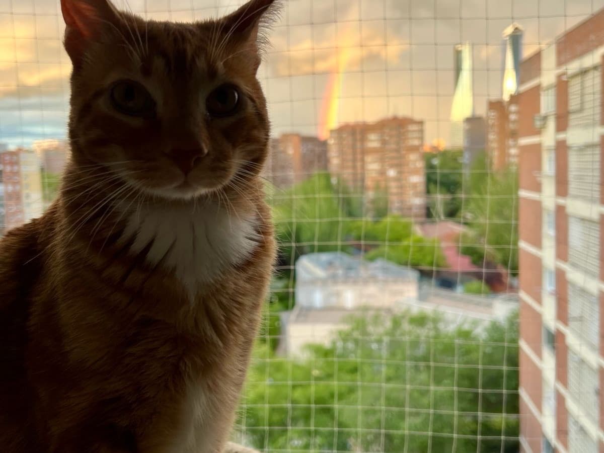Gato asomado a la ventana de su casa en Madrid