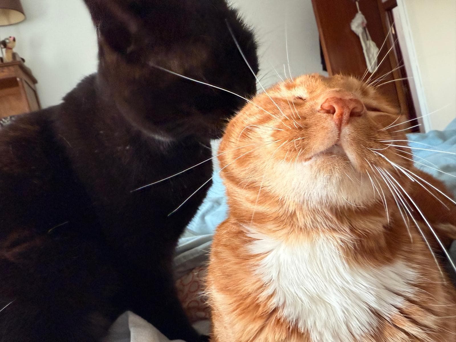 Un gato negro y un gato naranja muy unidos, mostrando el vínculo entre gatos