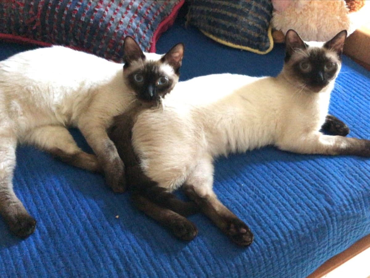 Dos gatos conviviendo en calma en casa